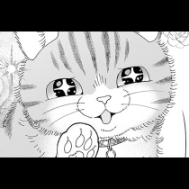 ねこ、はじめました